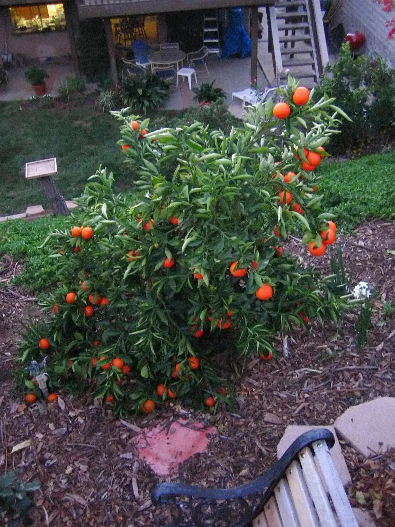 Tangerine (Citrus Tangerina) — making it an attractive culinary and ornamental addition