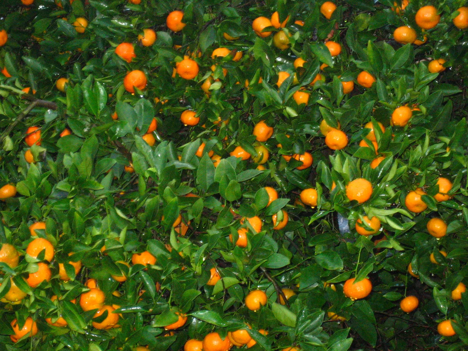 Tangerine (Citrus Tangerina) — A member of the Rutaceae family, this tree is a compact relative of the Citrus sinensis, or common orange