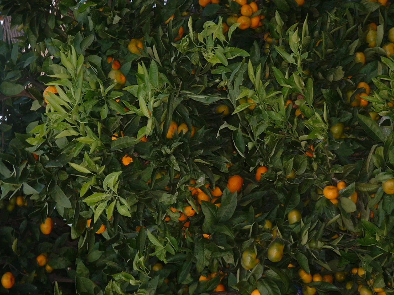 Tangerine (Citrus Tangerina) — this tree thrives in full sun and well-drained soil