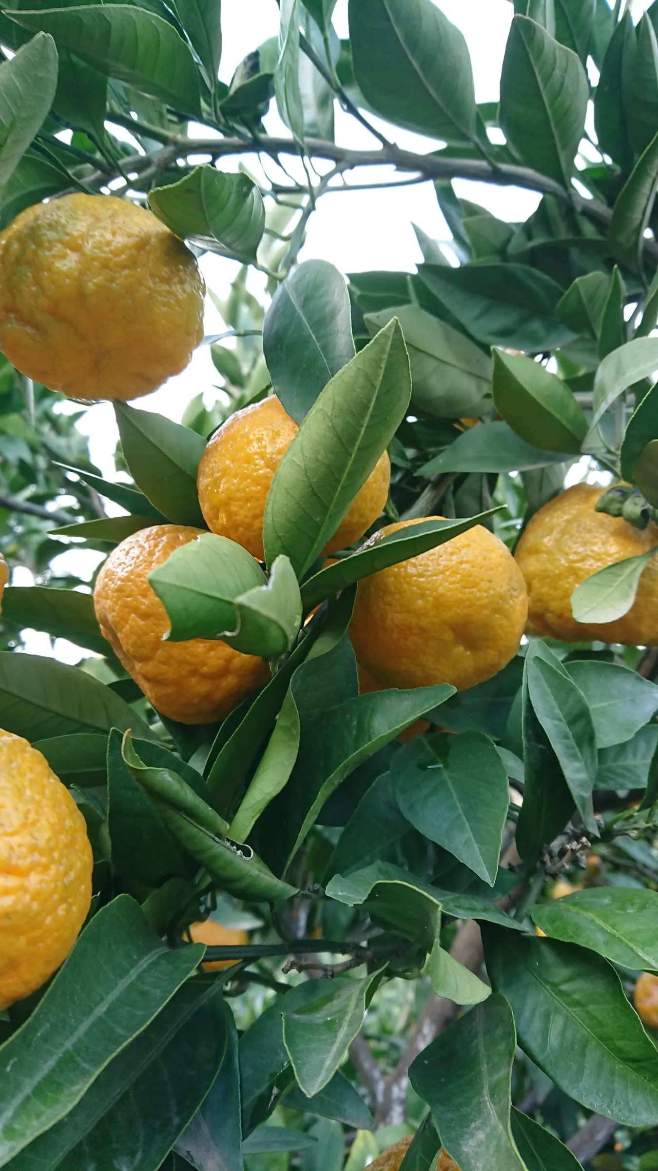 Tangerine (Citrus Tangerina) — the Tangerine tree's rounded canopy creates an inviting aesthetic with its glossy green leaves and petite size