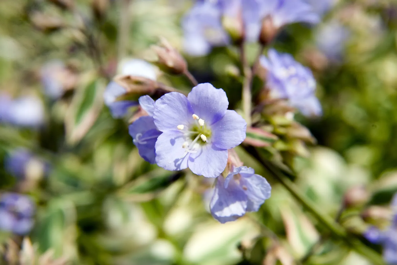 Variegated Jacob's Ladder (Polemonium Caeruleum) — ranging in color from a soft lavender to a deep sky blue