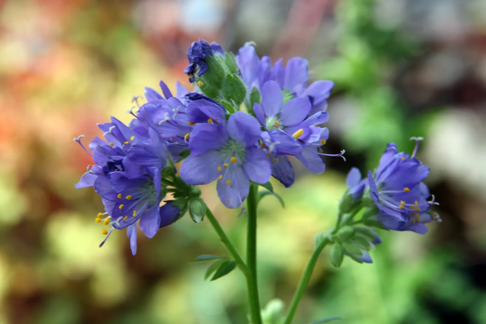 Variegated Jacob's Ladder (Polemonium Caeruleum) — blue and lavender flowers in the garden; herbaceous perennial that would serve as an enchanting addition to