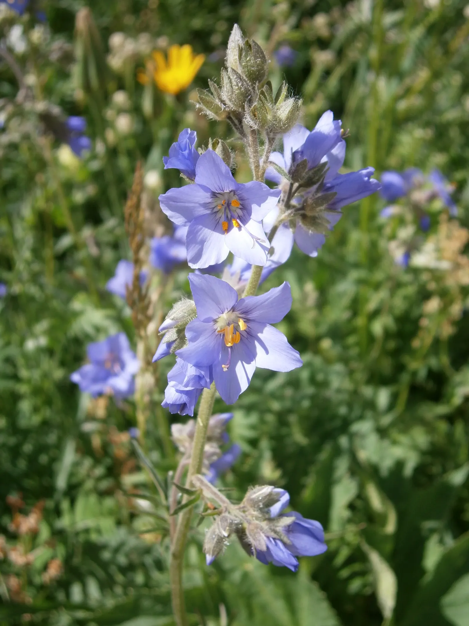 Variegated Jacob's Ladder (Polemonium Caeruleum) — blue and lavender flowers in the garden