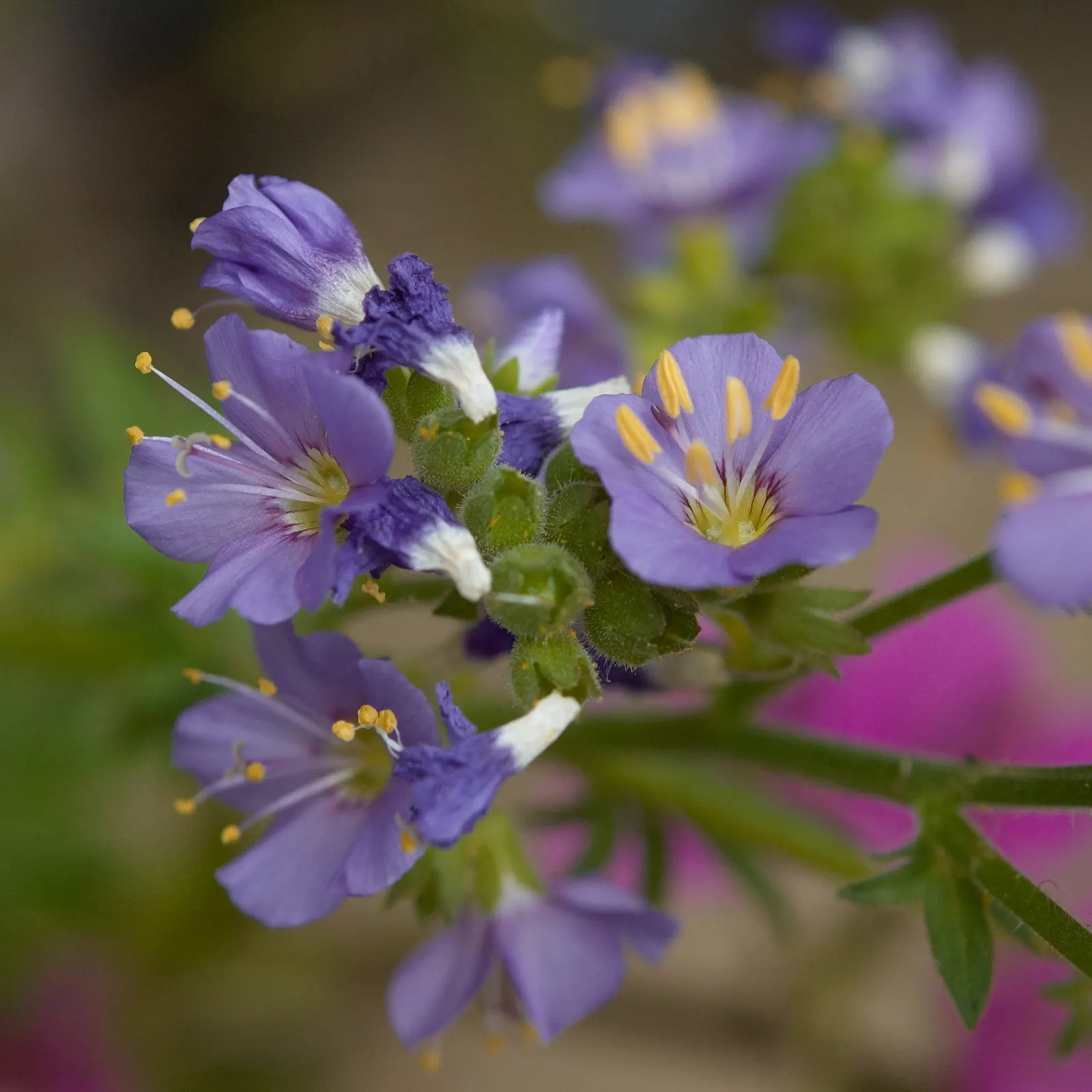 Variegated Jacob's Ladder (Polemonium Caeruleum) — is an aesthetically appealing; reaching heights of 2-3 feet and spreading 18-24 inches