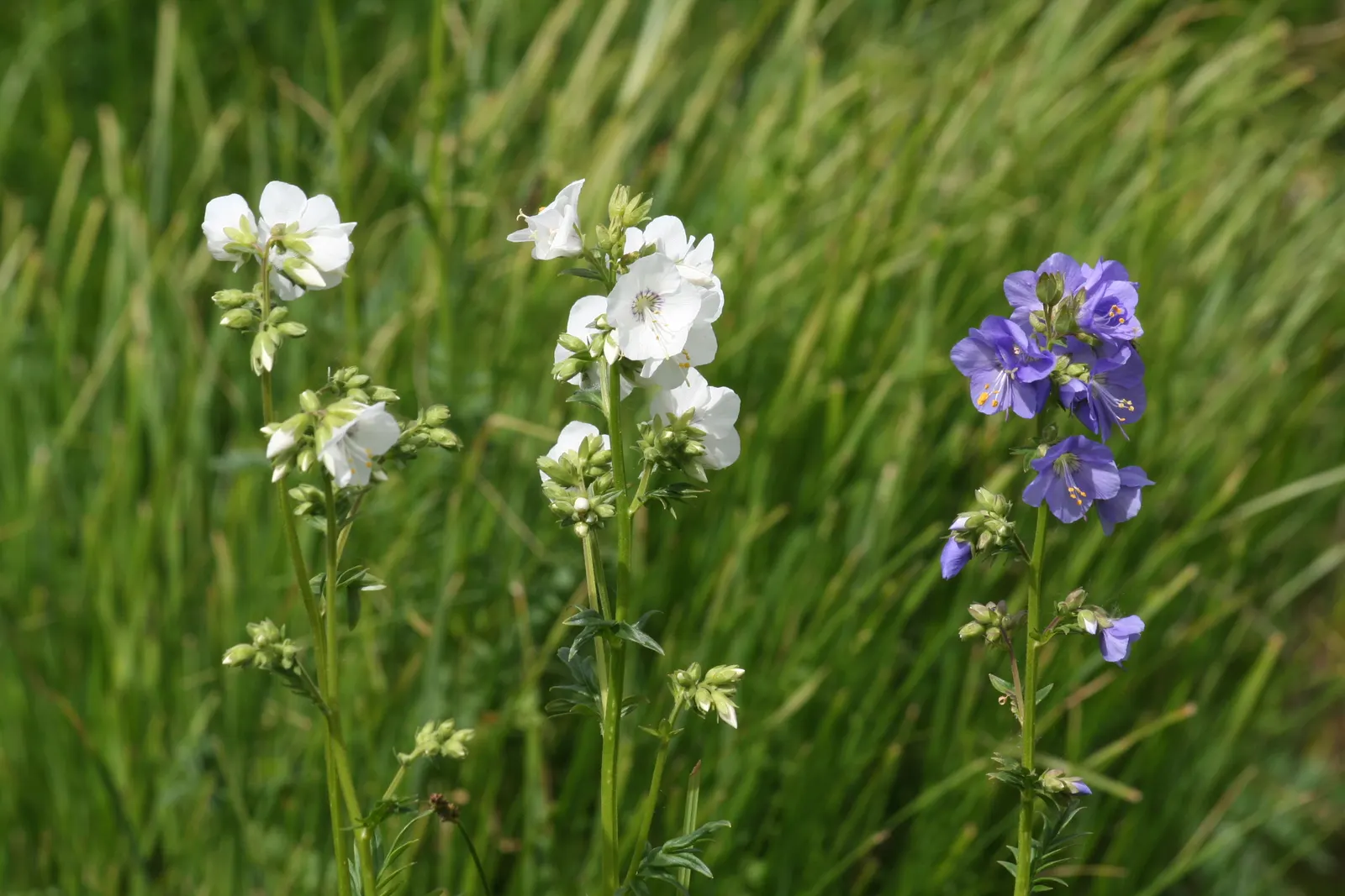 Variegated Jacob's Ladder (Polemonium Caeruleum) — ranging in color from a soft lavender to a deep sky blue; blue-violet flowers in late spring to early summer