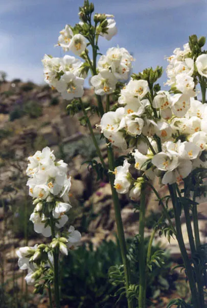Variegated Jacob's Ladder (Polemonium Caeruleum) — that stand atop the striking variegated foliage