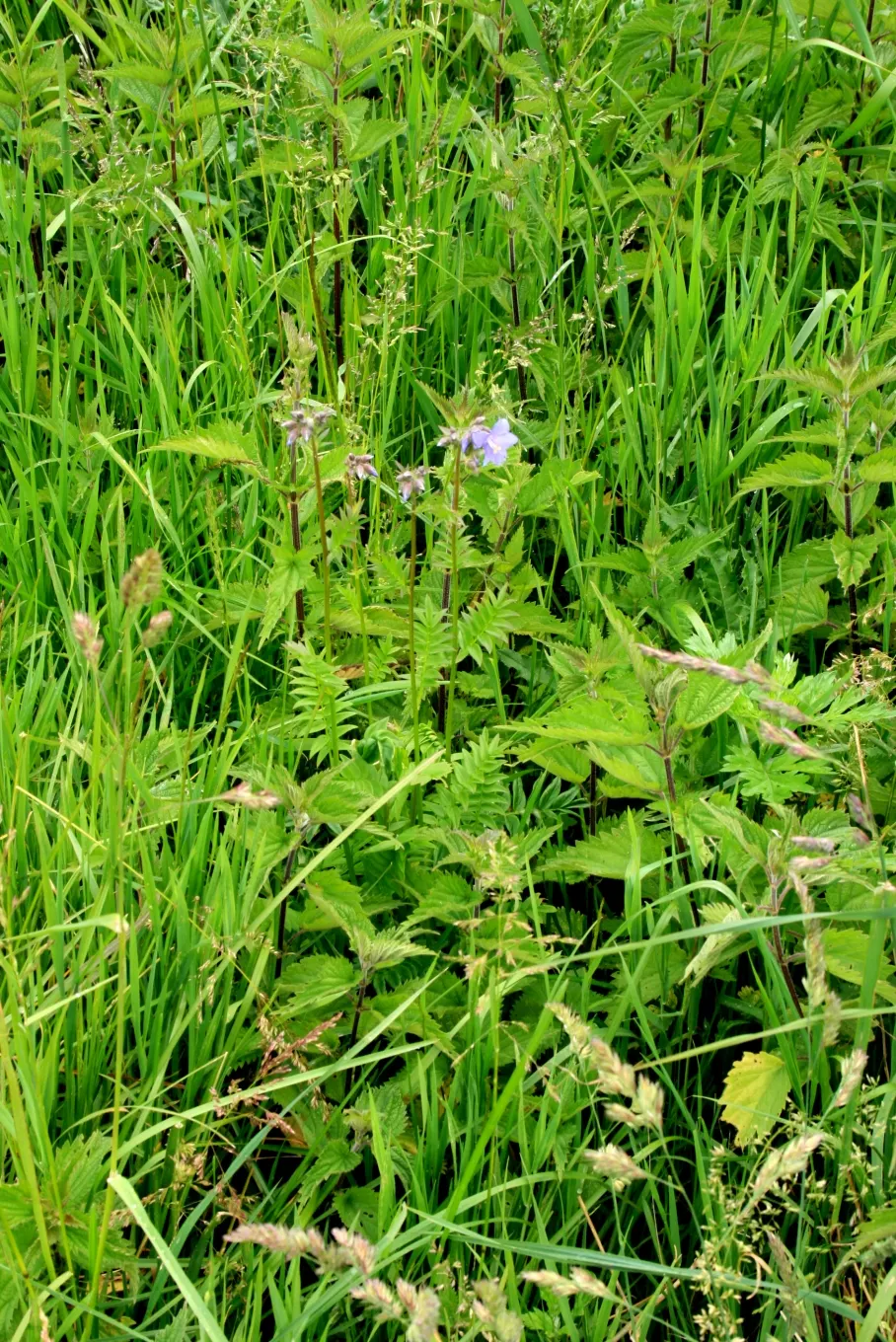 Variegated Jacob's Ladder (Polemonium Caeruleum) — perennial with blue and lavender blooms; ranging in color from a soft lavender to a deep sky blue, image 77