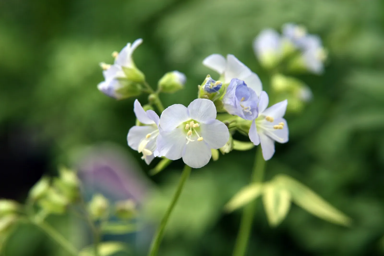 Variegated Jacob's Ladder (Polemonium Caeruleum) — enhancing the garden's biodiversity.<br><br>As a designer; perennial for half or shade