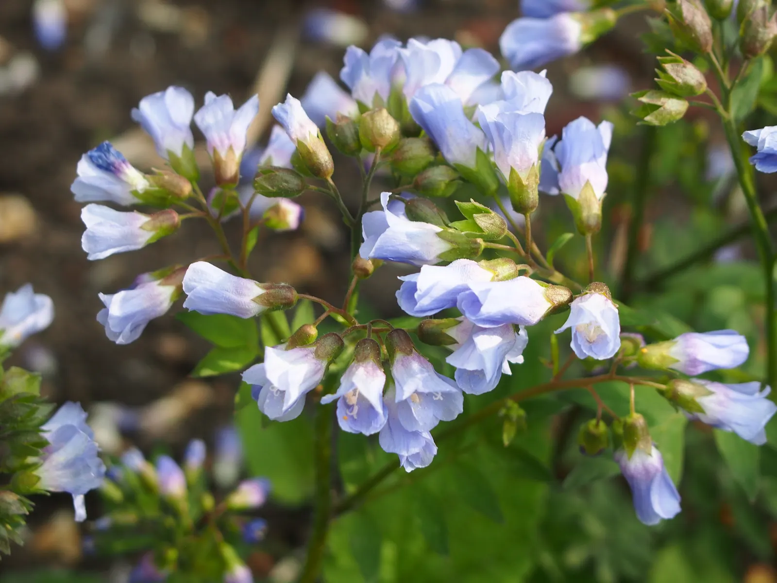 Variegated Jacob's Ladder (Polemonium Caeruleum) — the Variegated Jacob's Ladder produces clusters of bell-shaped flowers