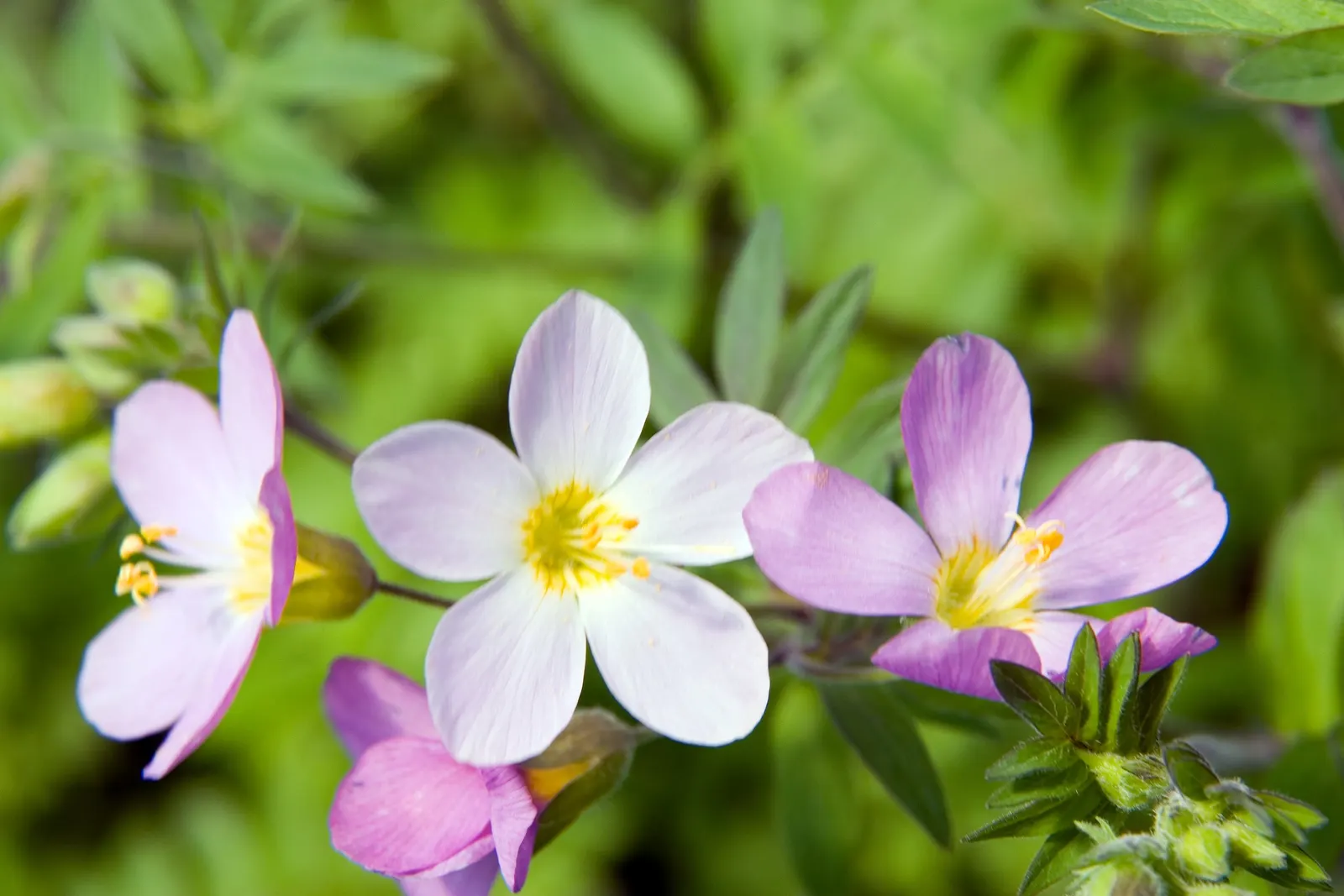 Variegated Jacob's Ladder (Polemonium Caeruleum) — With its unique appearance and ease of care; deadheading the spent blooms can encourage a second, image 74