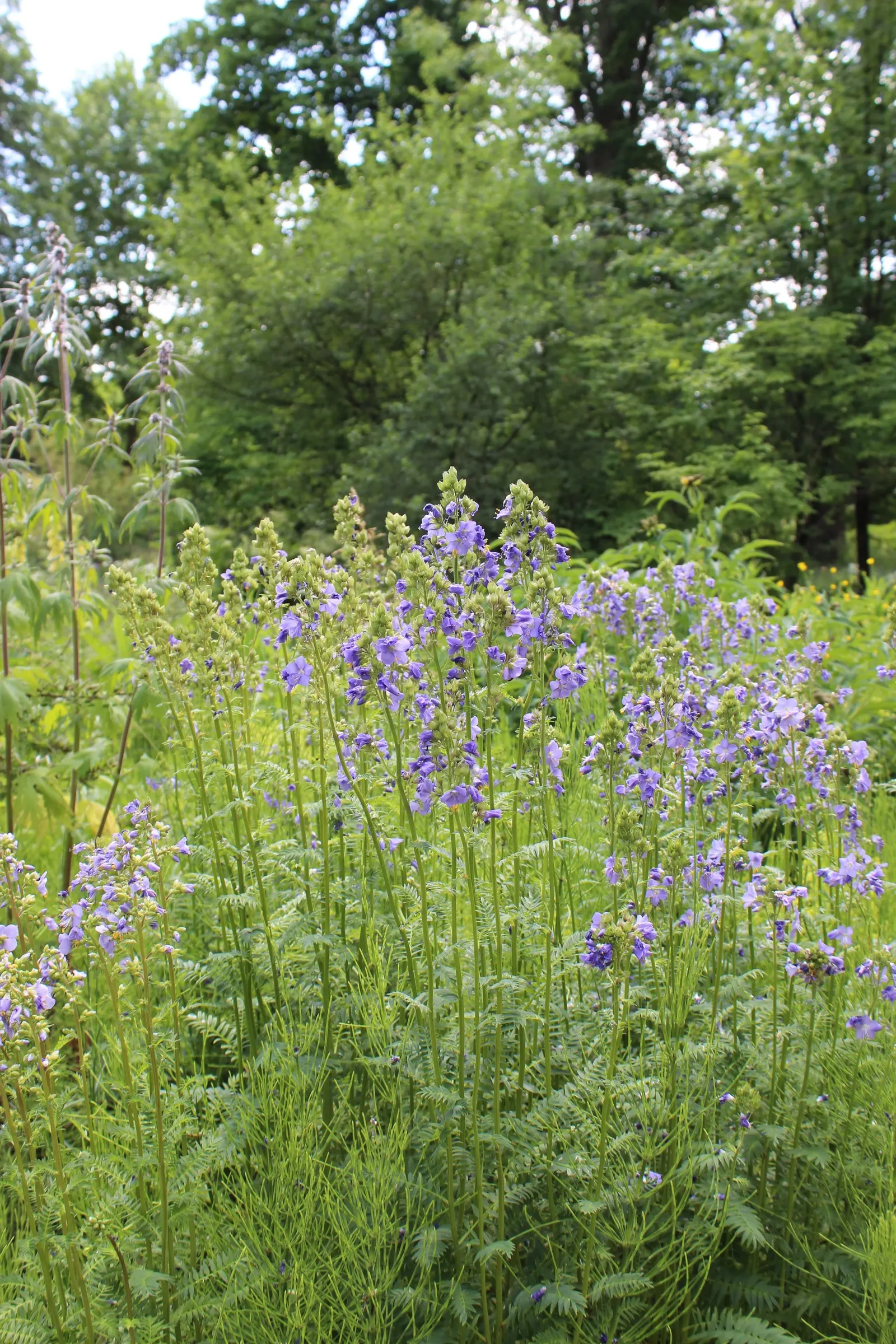 Variegated Jacob's Ladder (Polemonium Caeruleum) — herbaceous perennial that would serve as an enchanting addition to any garden design; is an, image 61