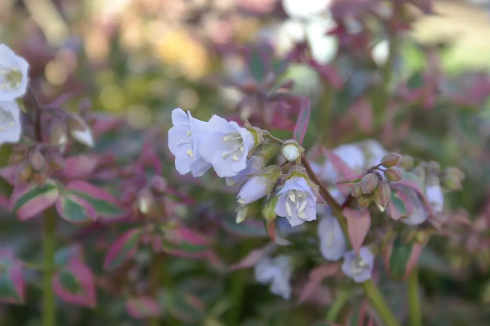 Variegated Jacob's Ladder (Polemonium Caeruleum) — blue-violet flowers in late spring to early summer