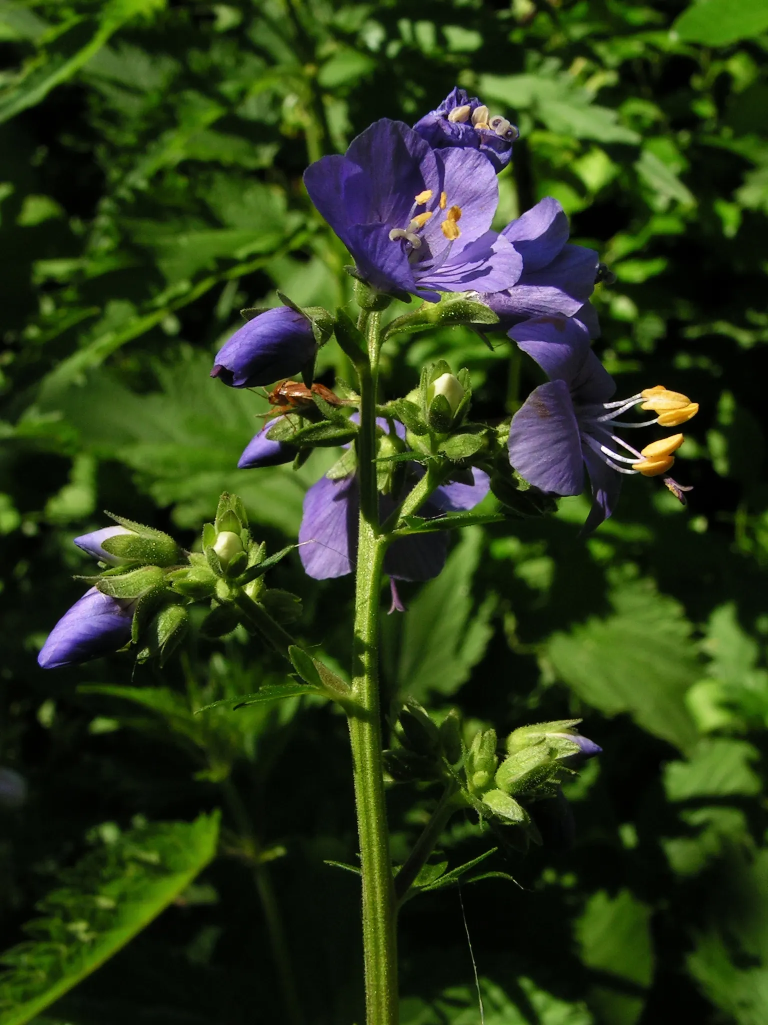 Variegated Jacob's Ladder (Polemonium Caeruleum) — well-drained soil with an optimal pH range of 6.5 to 7.5; preferring partial shade to full sun, image 64