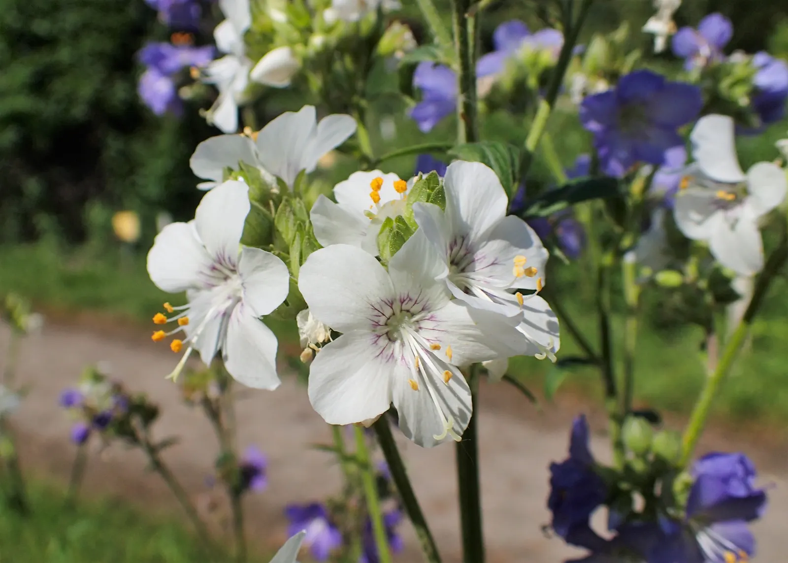 Variegated Jacob's Ladder (Polemonium Caeruleum) — well-drained soil with an optimal pH range of 6.5 to 7.5; preferring partial shade to full sun, image 90