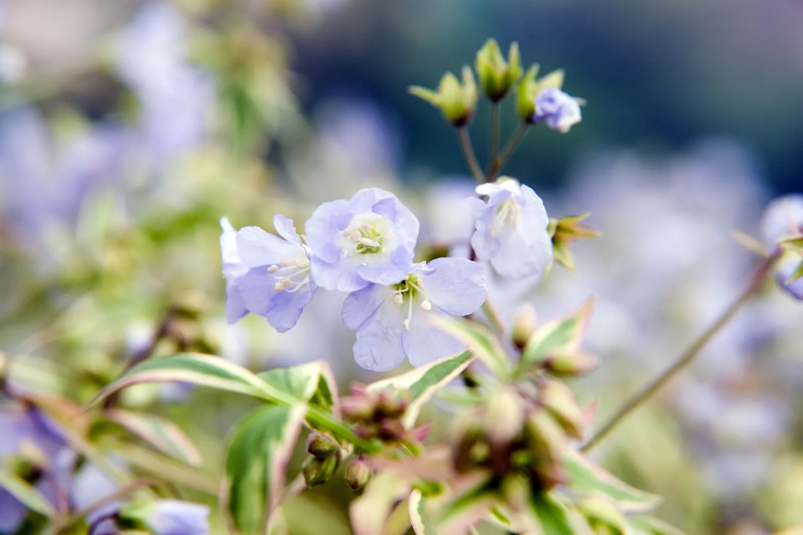 Variegated Jacob's Ladder (Polemonium Caeruleum) — Polemonium caeruleum adds both textural and visual interest to any landscape; this hardy plant, image 101