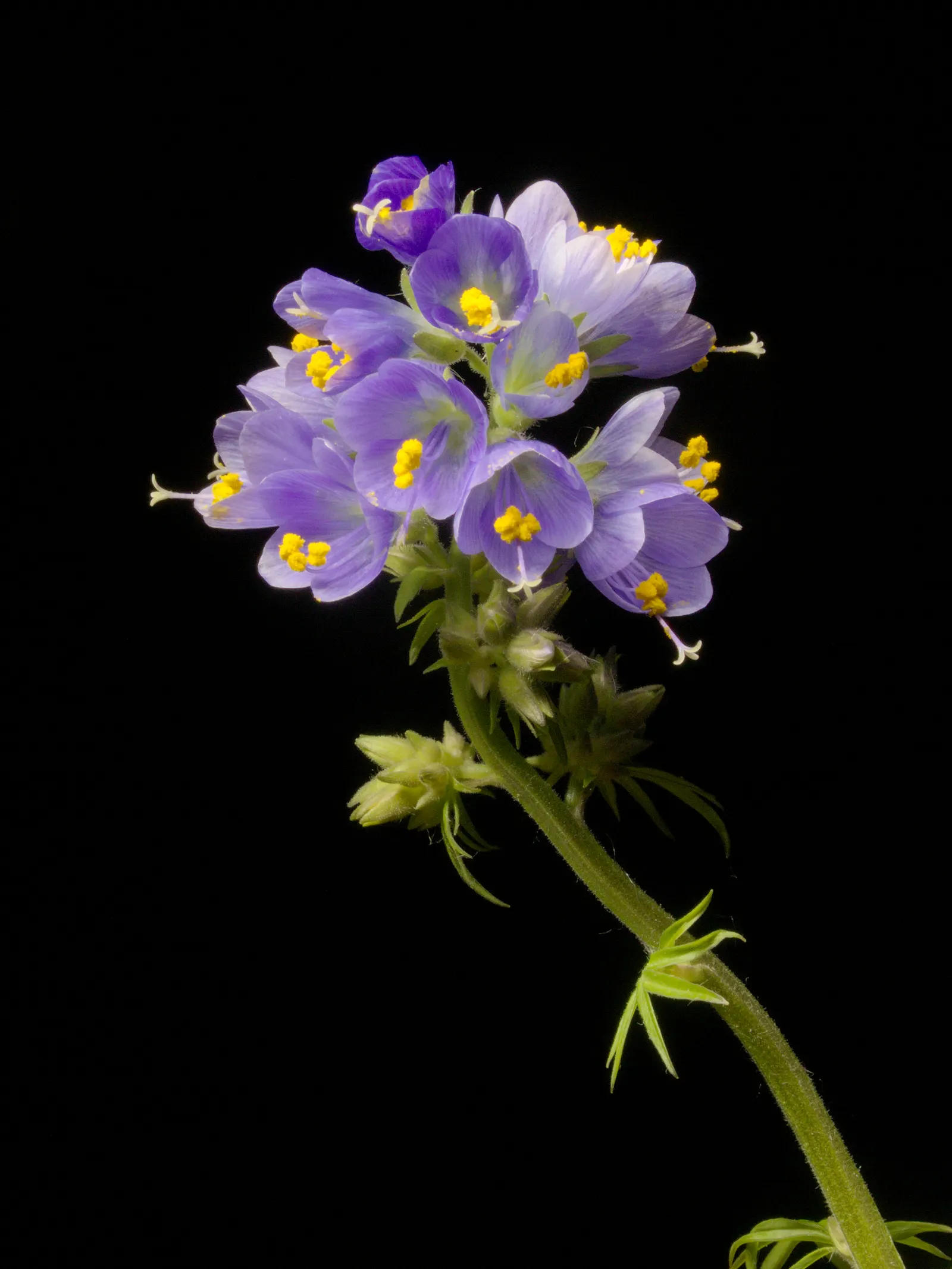 Variegated Jacob's Ladder (Polemonium Caeruleum) — preferring partial shade to full sun; these blossoms not only add a splash of color but also, image 107