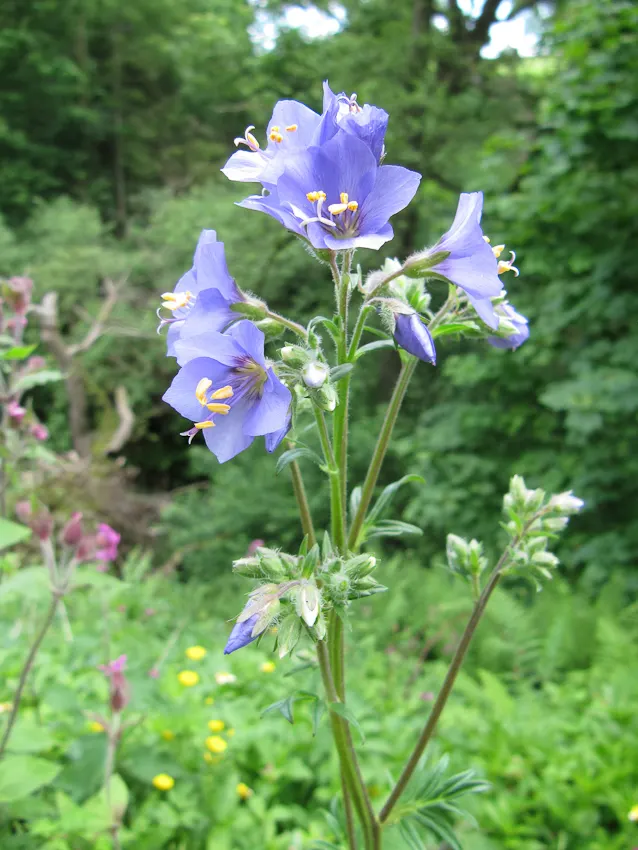 Variegated Jacob's Ladder (Polemonium Caeruleum) — though it can tolerate full sun in cooler climates; that stand atop the striking variegated, image 92