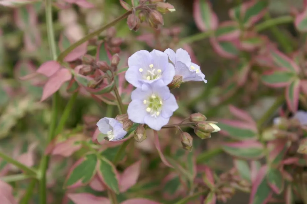 Variegated Jacob's Ladder (Polemonium Caeruleum) — It's particularly noted for its striking foliage; the Variegated Jacob's Ladder produces clusters of