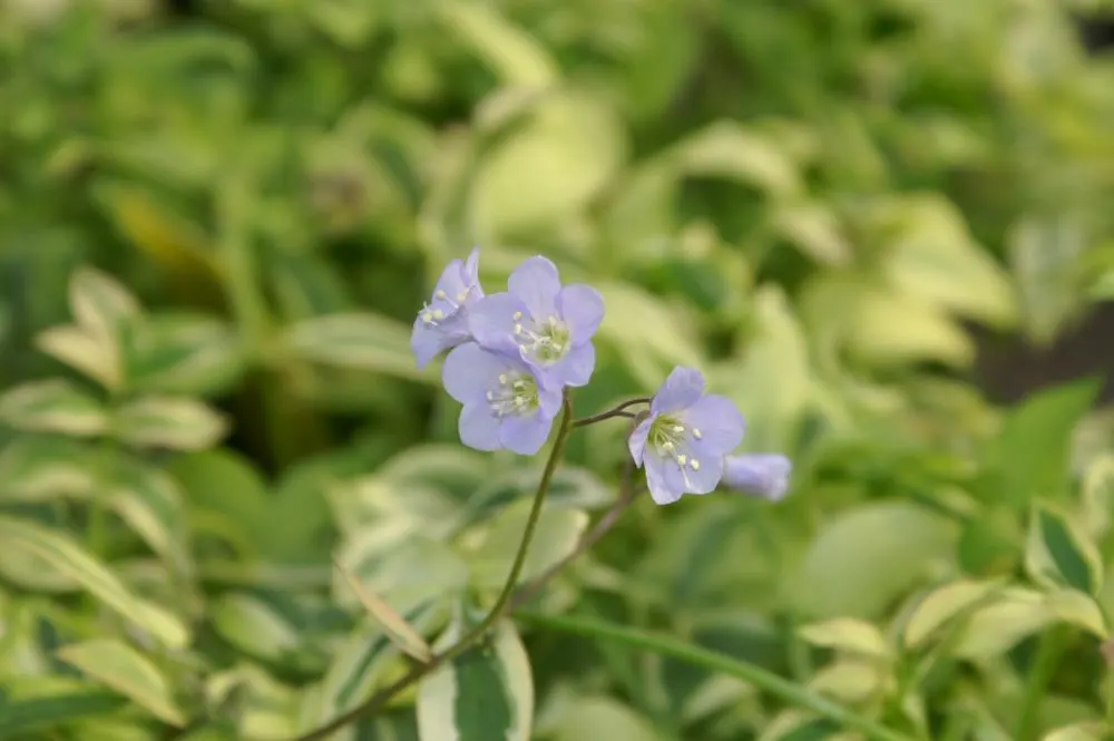 Variegated Jacob's Ladder (Polemonium Caeruleum) — blue-violet flowers in late spring to early summer; adding a vertical dimension and cool tone to, image 57