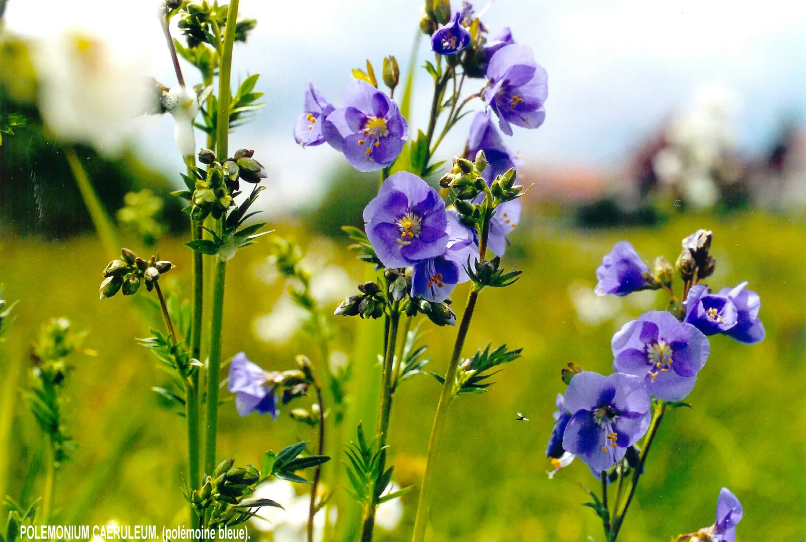 Variegated Jacob's Ladder (Polemonium Caeruleum) — scientifically named Polemonium caeruleum; it requires minimal maintenance, with occasional, image 85