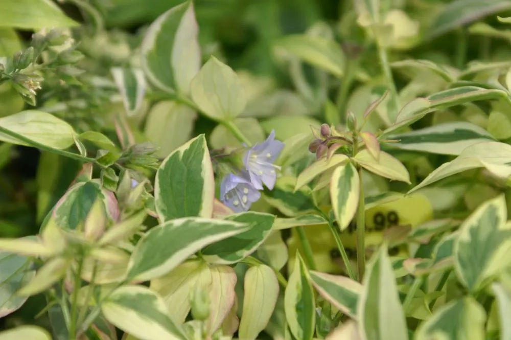 Variegated Jacob's Ladder (Polemonium Caeruleum) — Polemonium caeruleum adds both textural and visual interest to any landscape