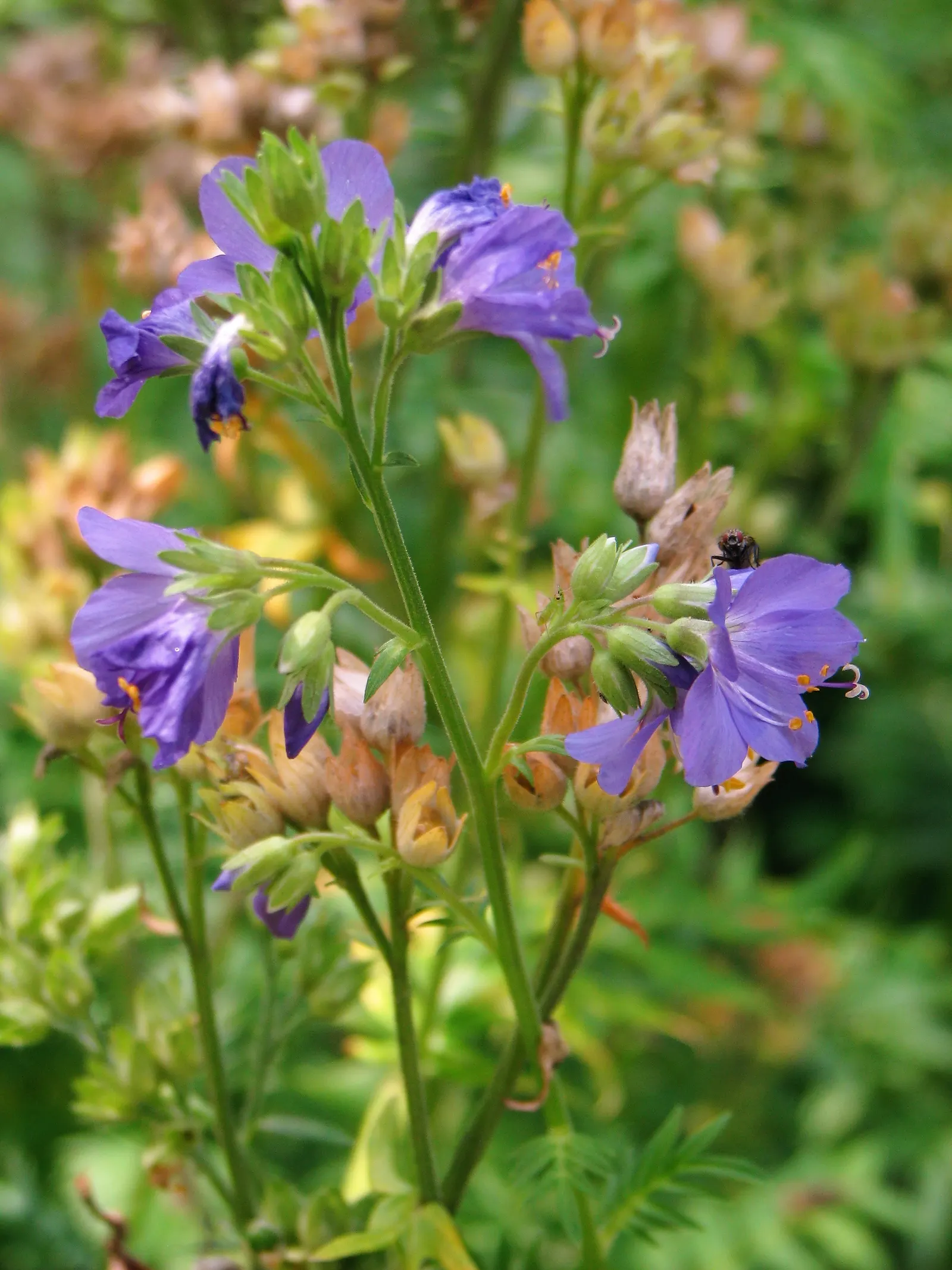 Variegated Jacob's Ladder (Polemonium Caeruleum) — blue-violet flowers in late spring to early summer; adding a vertical dimension and cool tone to borders or