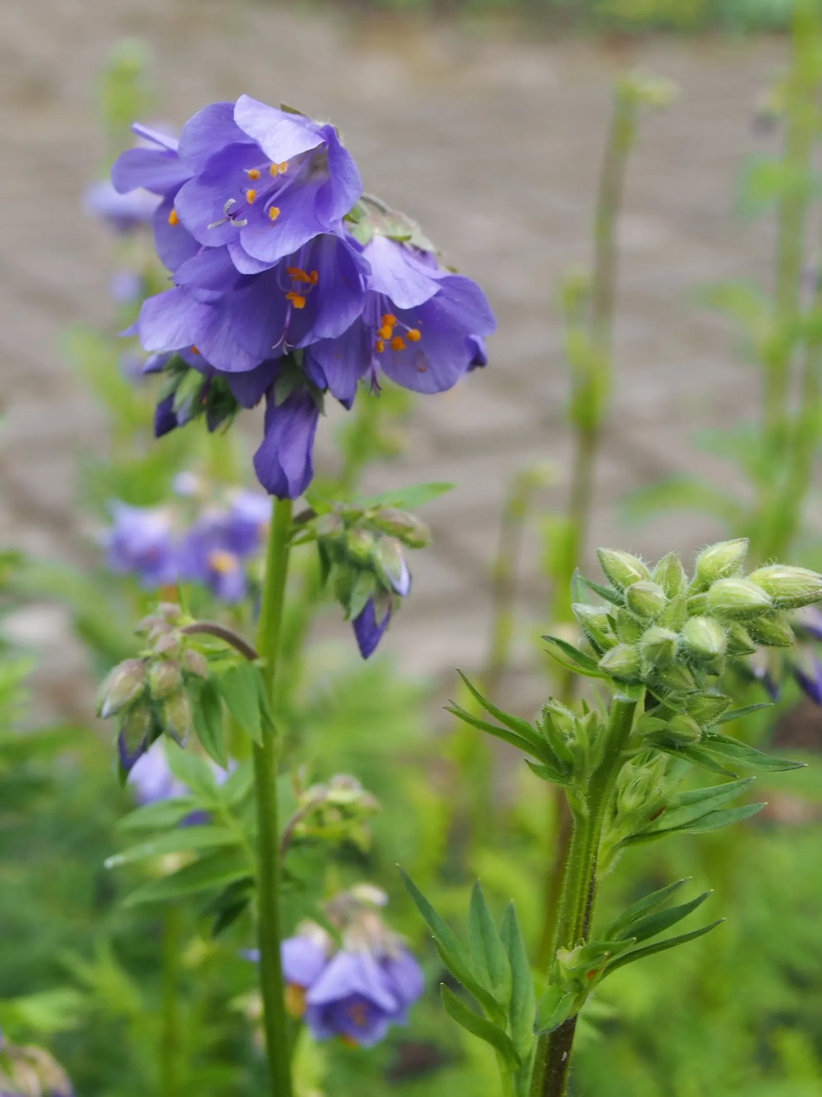 Variegated Jacob's Ladder (Polemonium Caeruleum) — It thrives in partial shade; it's particularly noted for its striking foliage