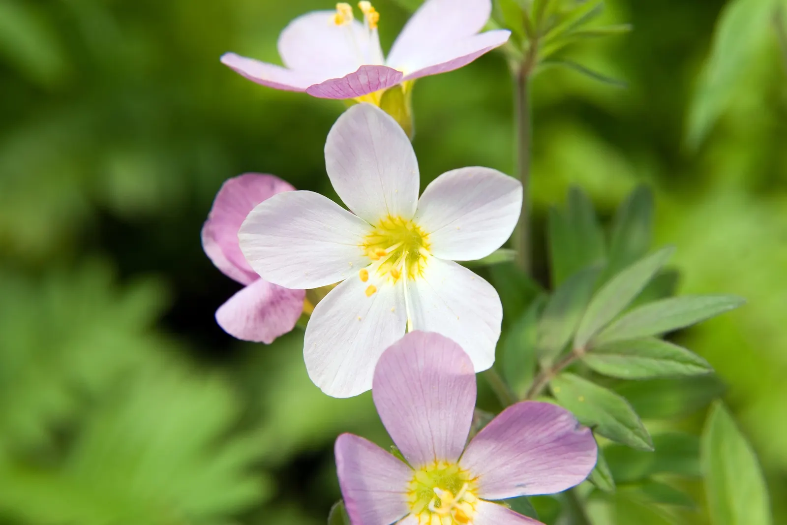 Variegated Jacob's Ladder (Polemonium Caeruleum) — adding a vertical dimension and cool tone to borders or woodland gardens; it thrives in partial, image 58