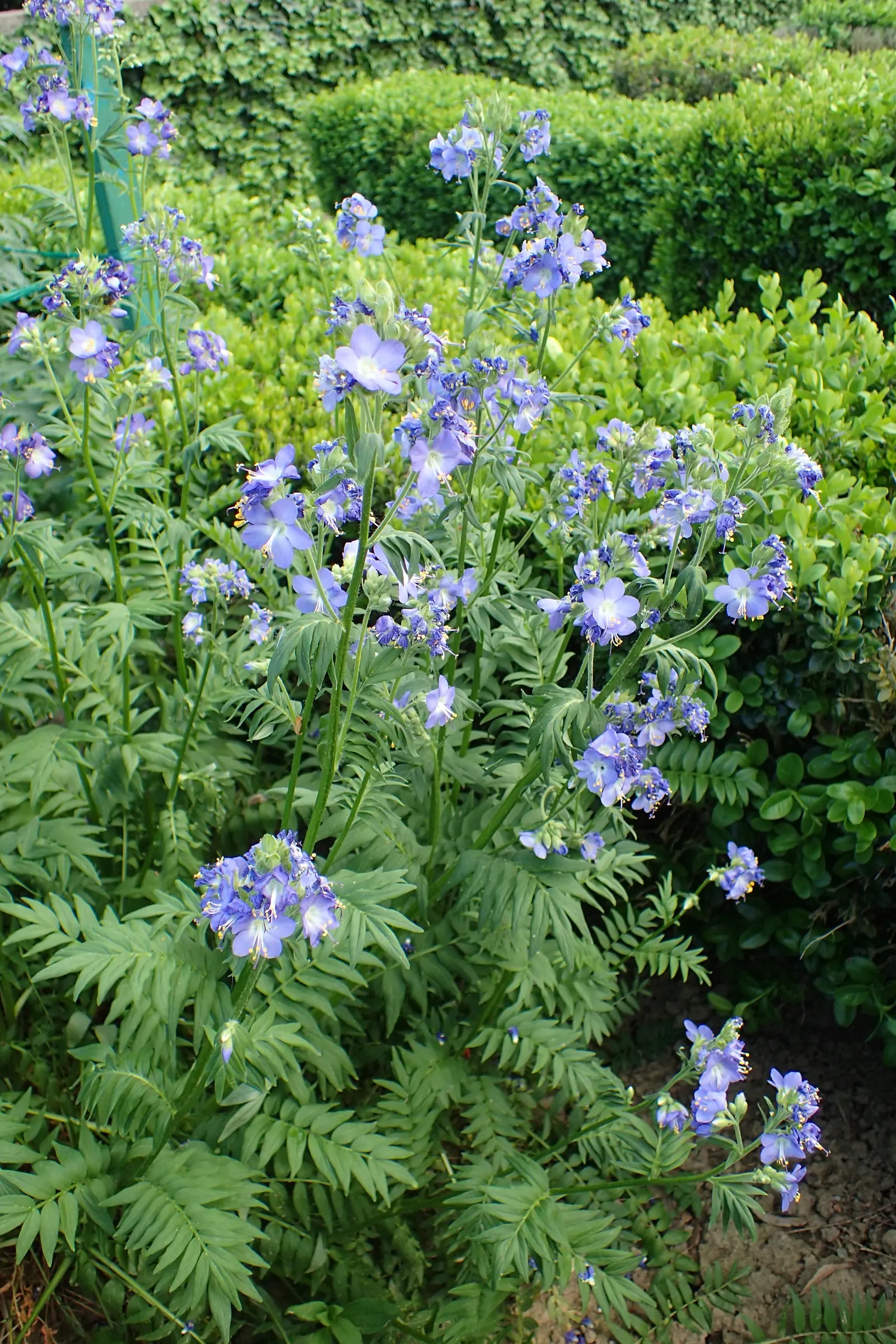 Variegated Jacob's Ladder (Polemonium Caeruleum) — It requires minimal maintenance, with occasional watering during dry spells; scientifically, image 72