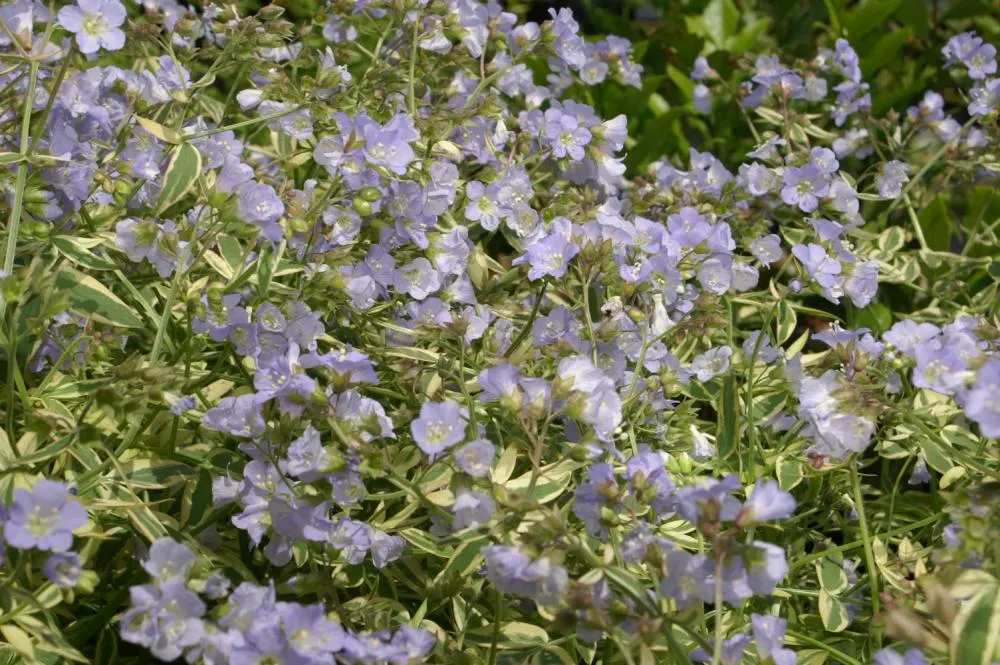 Variegated Jacob's Ladder (Polemonium Caeruleum) — scientifically named Polemonium caeruleum; it requires minimal maintenance, with occasional watering during