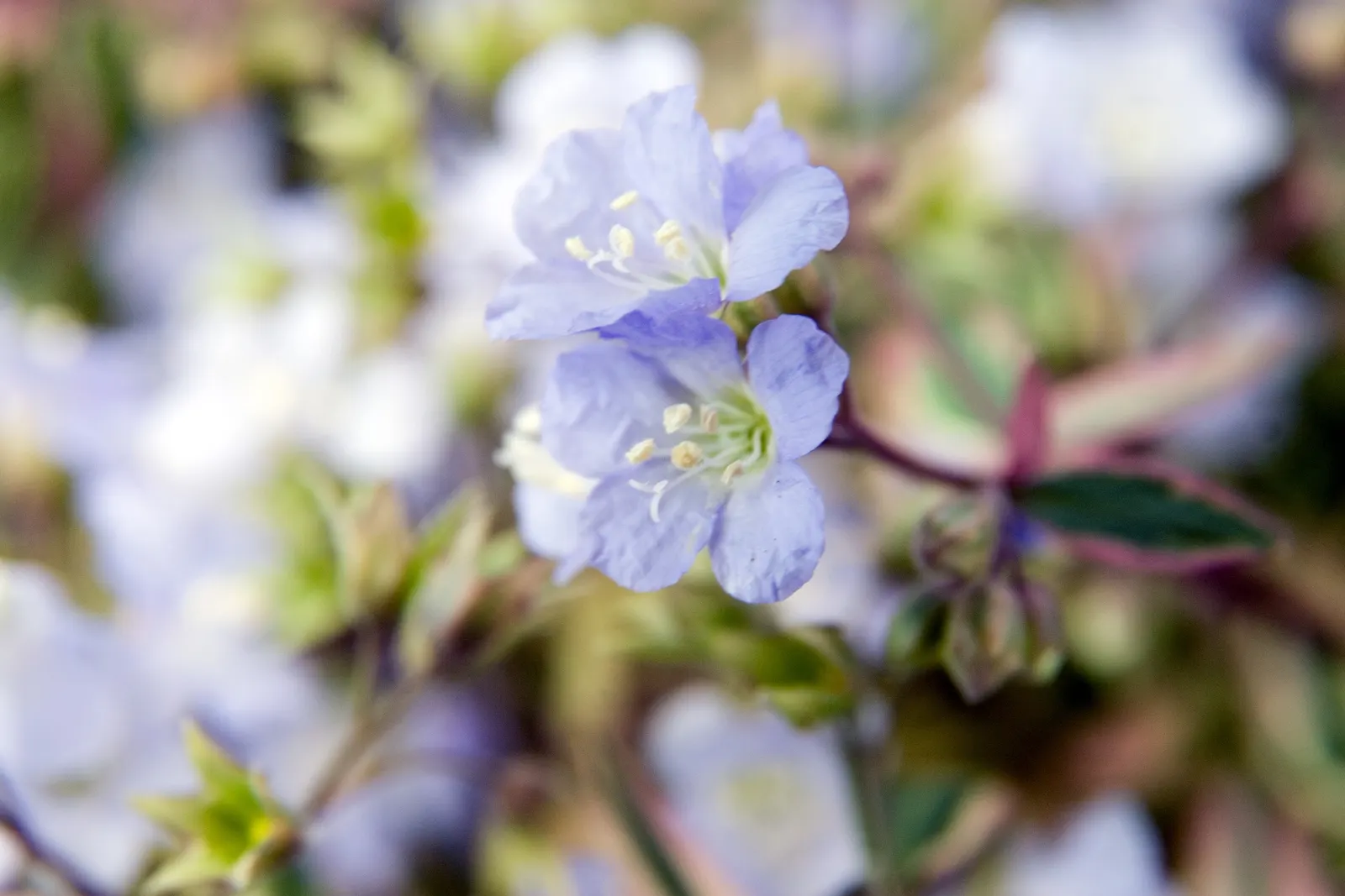 Variegated Jacob's Ladder (Polemonium Caeruleum) — adding a vertical dimension and cool tone to borders or woodland gardens; it thrives in partial, image 84