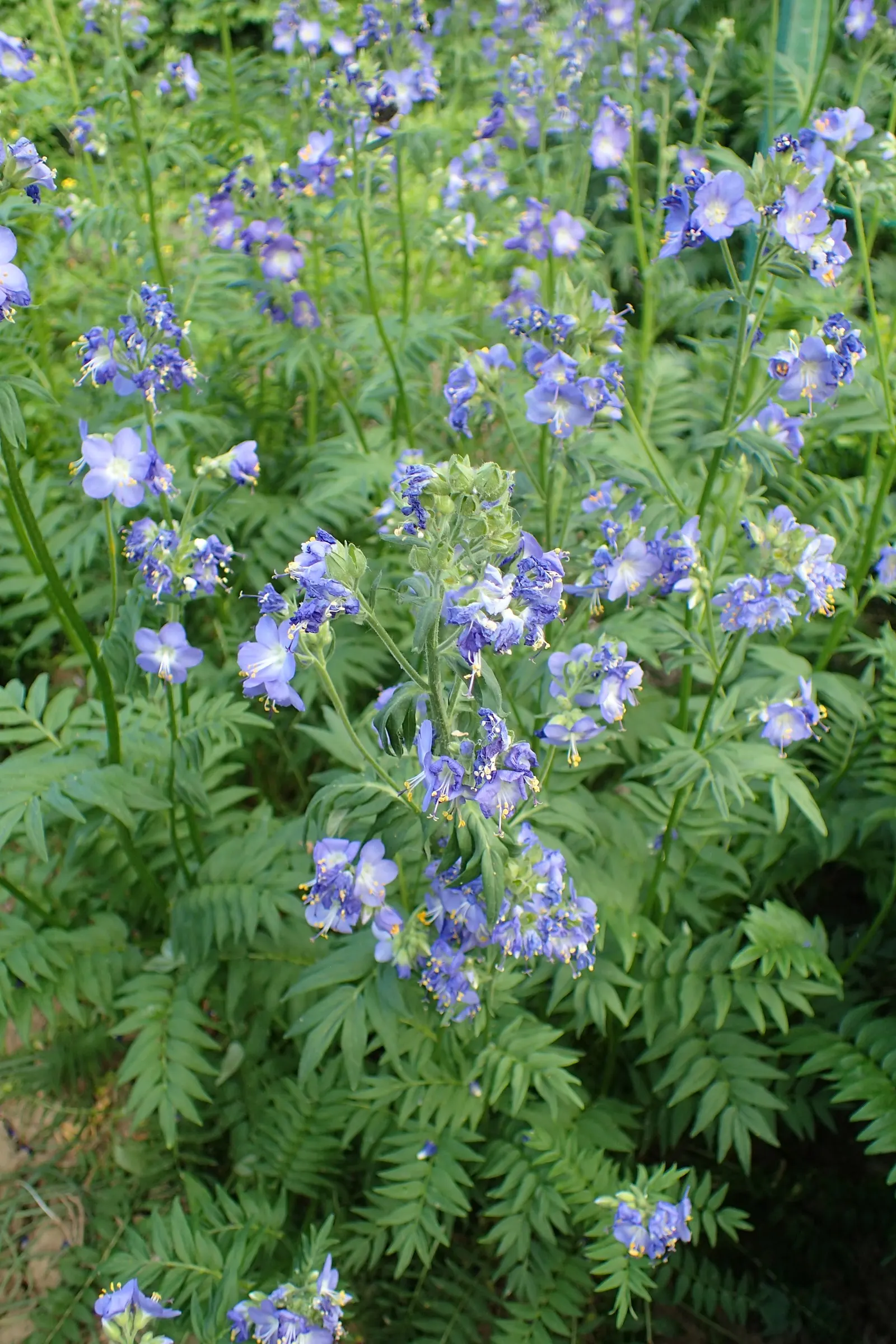 Variegated Jacob's Ladder (Polemonium Caeruleum) — herbaceous perennial that would serve as an enchanting addition to any garden design; is an, image 87