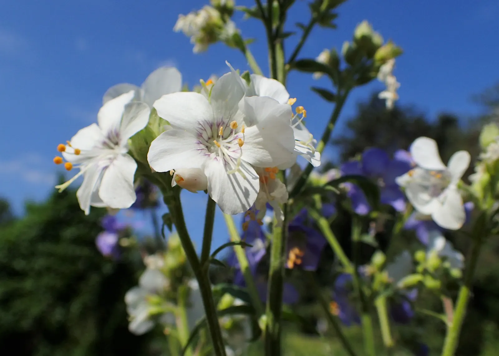 Variegated Jacob's Ladder (Polemonium Caeruleum) — It thrives in partial shade