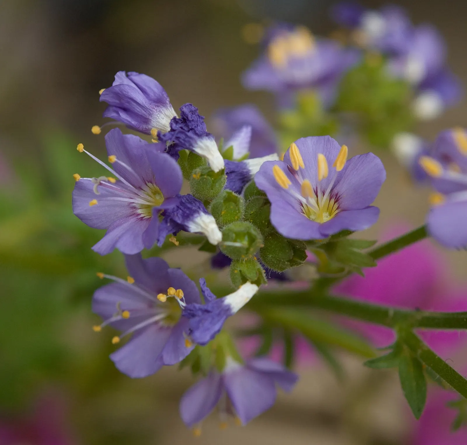 Variegated Jacob's Ladder (Polemonium Caeruleum) — adding a vertical dimension and cool tone to borders or woodland gardens