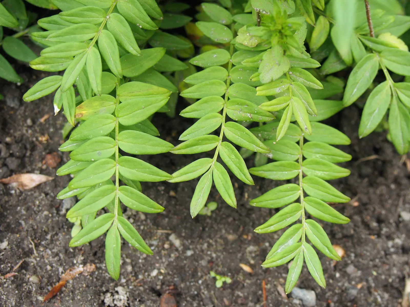 Variegated Jacob's Ladder (Polemonium Caeruleum) — perennial for half or shade; polemonium caeruleum adds both textural and visual interest to any landscape
