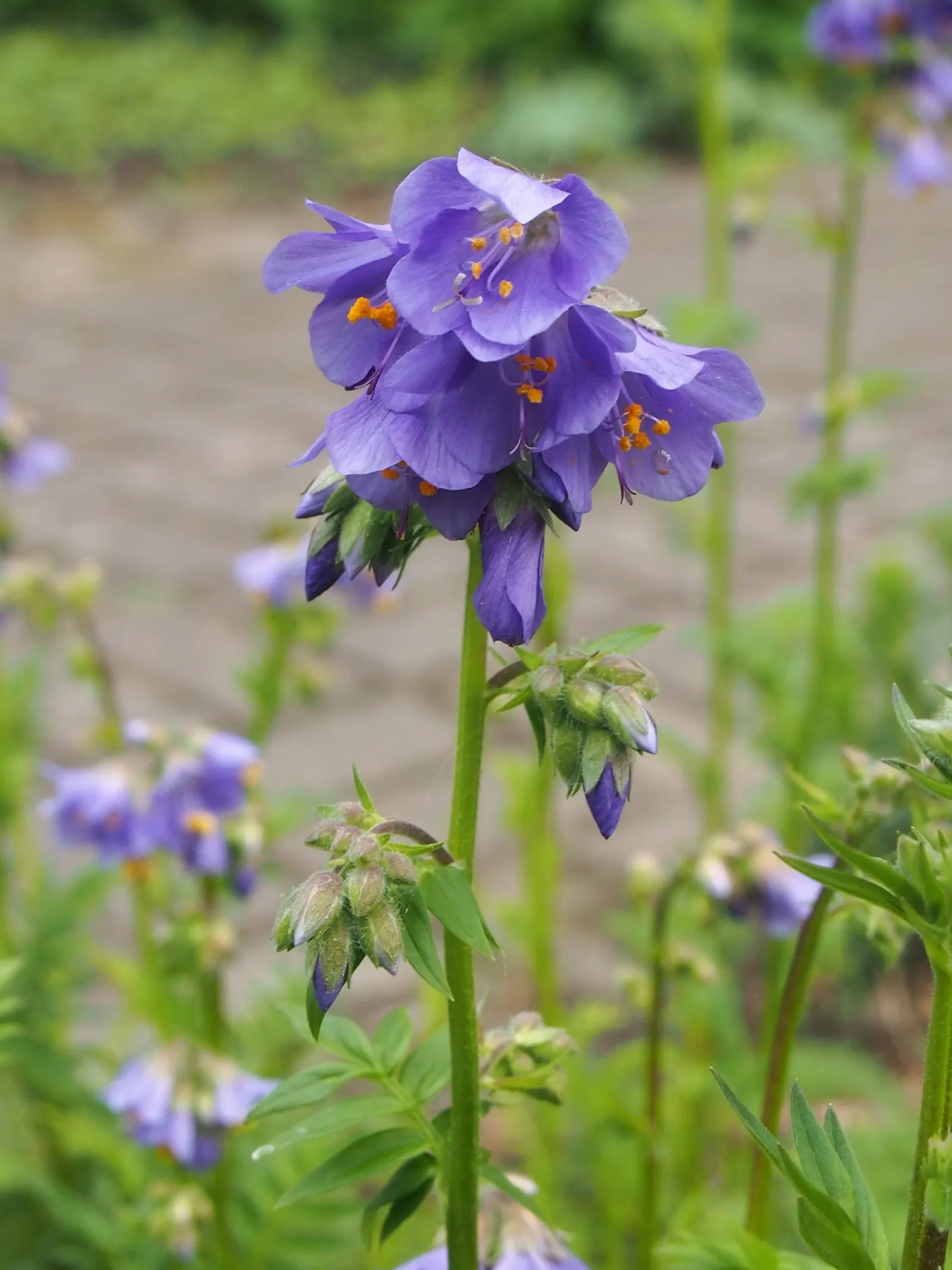 Variegated Jacob's Ladder (Polemonium Caeruleum) — Reaching heights of 2-3 feet and spreading 18-24 inches; it boasts clusters of bell-shaped