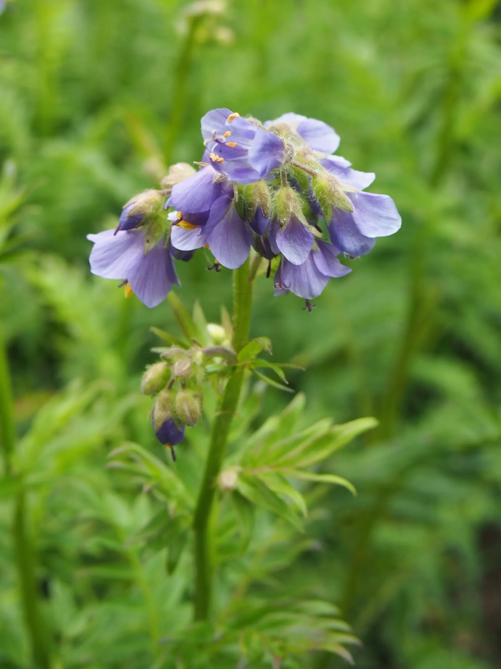 Variegated Jacob's Ladder (Polemonium Caeruleum) — preferring partial shade to full sun