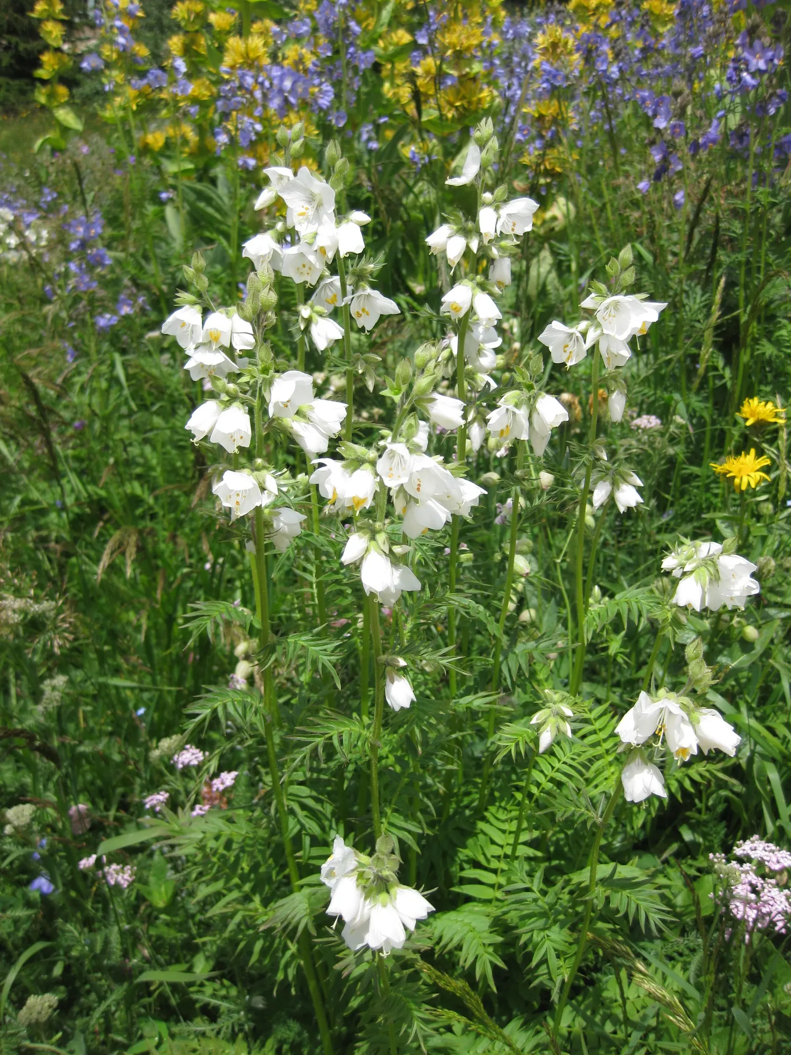 Variegated Jacob's Ladder (Polemonium Caeruleum) — preferring partial shade to full sun; these blossoms not only add a splash of color but also, image 55