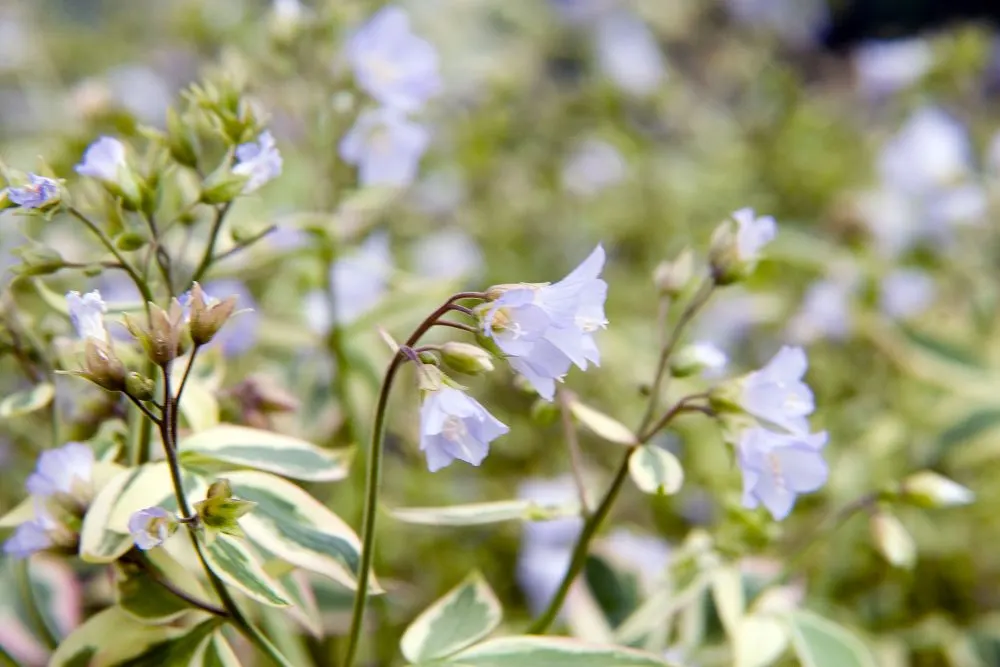 Variegated Jacob's Ladder (Polemonium Caeruleum) — blue and lavender flowers in the garden; herbaceous perennial that would serve as an enchanting, image 76