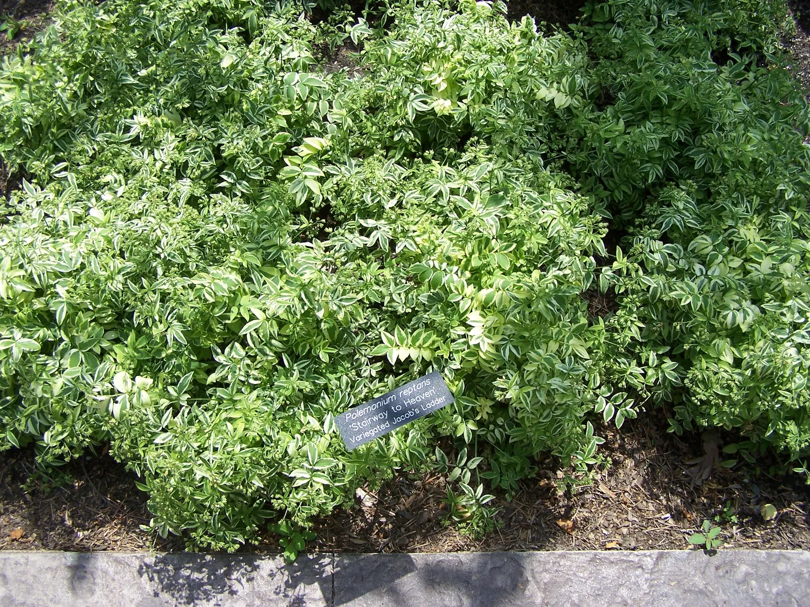 Variegated Jacob's Ladder (Polemonium Caeruleum) — that stand atop the striking variegated foliage; well-drained soil with an optimal pH range of 6.5 to 7.5