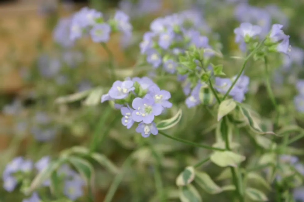 Variegated Jacob's Ladder (Polemonium Caeruleum) — the Variegated Jacob's Ladder produces clusters of bell-shaped flowers; blue and lavender, image 93