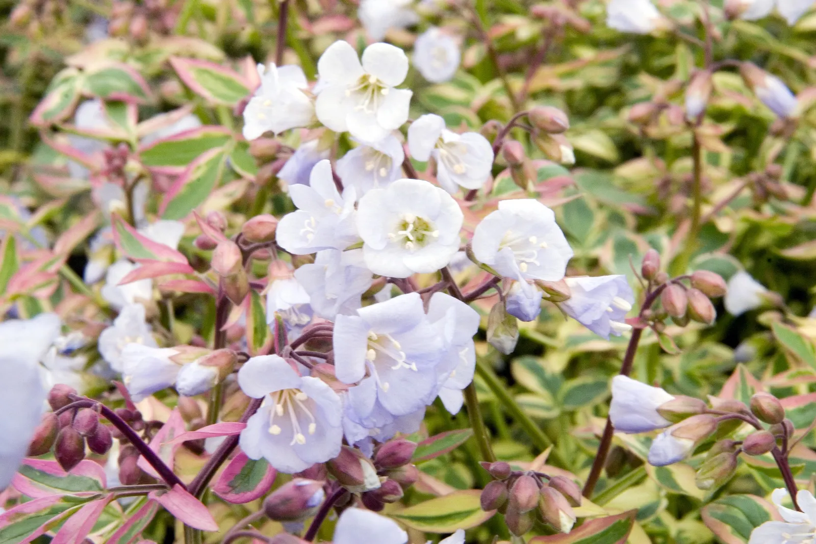 Variegated Jacob's Ladder (Polemonium Caeruleum) — is an aesthetically appealing