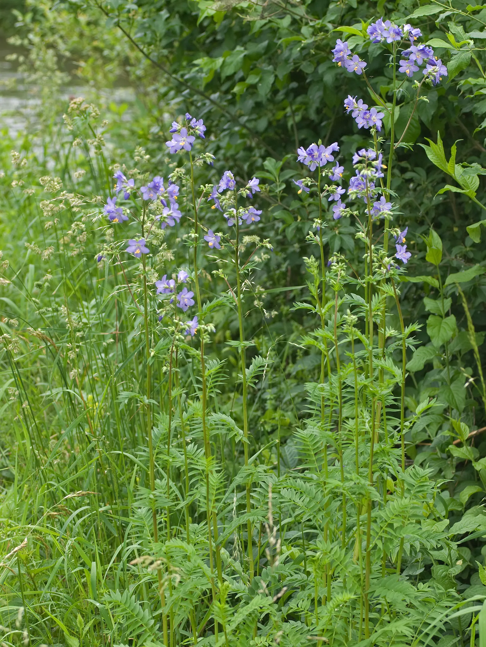 Variegated Jacob's Ladder (Polemonium Caeruleum) — enhancing the garden's biodiversity.<br><br>As a designer; perennial for half or shade, image 71