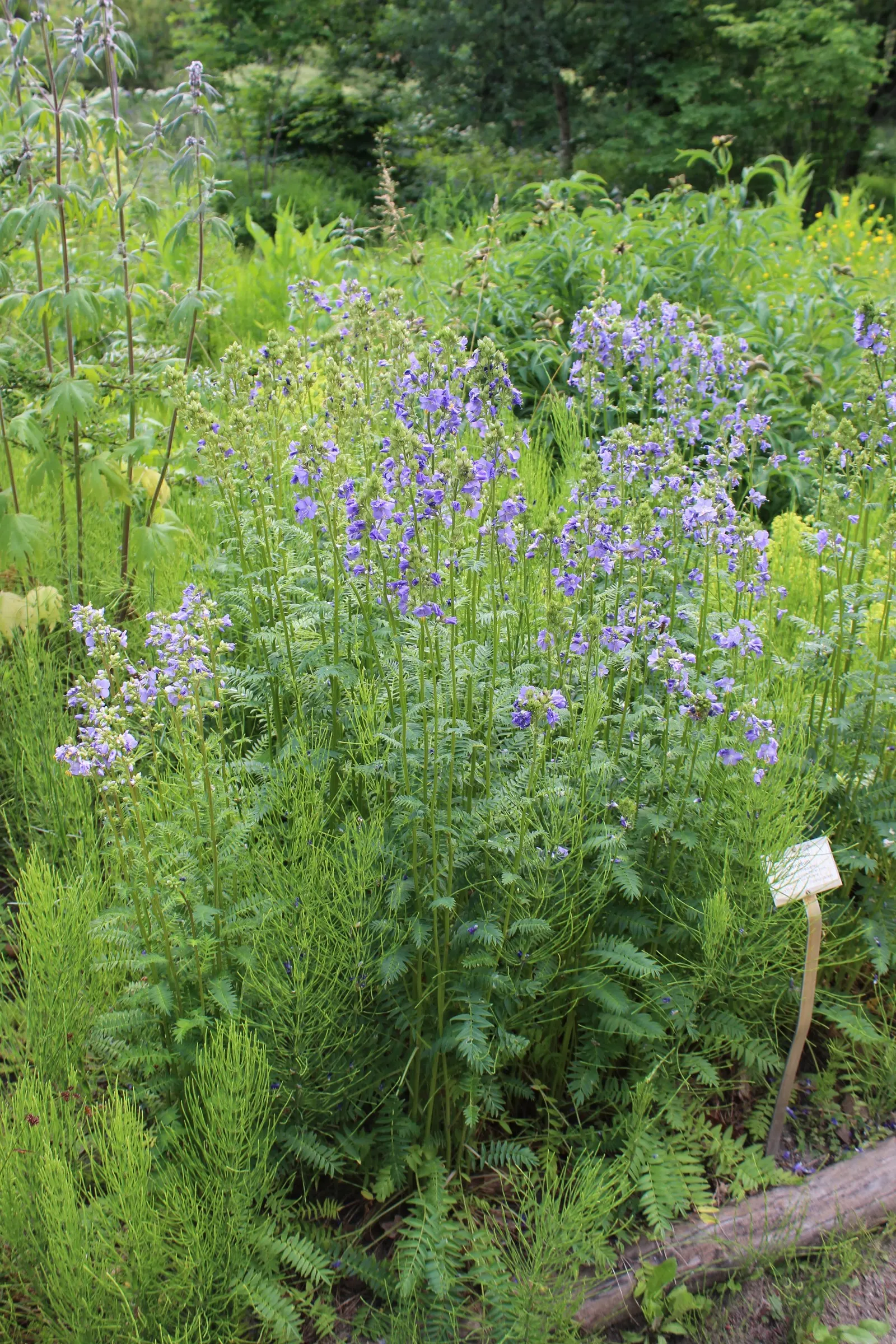 Variegated Jacob's Ladder (Polemonium Caeruleum) — perennial for half or shade; polemonium caeruleum adds both textural and visual interest to any, image 104