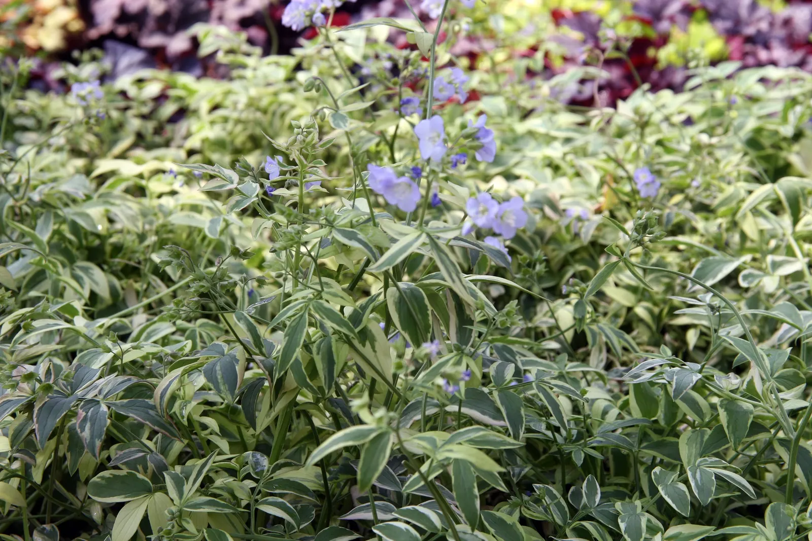 Variegated Jacob's Ladder (Polemonium Caeruleum) — enhancing the garden's biodiversity.<br><br>As a designer