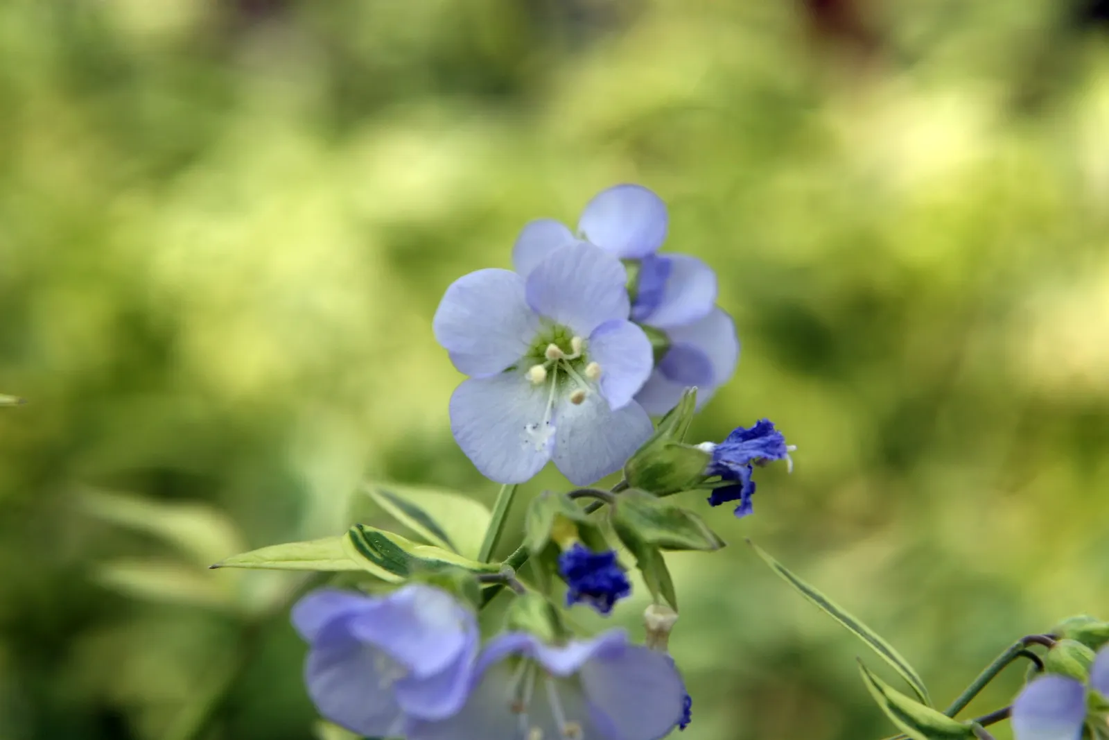 Variegated Jacob's Ladder (Polemonium Caeruleum) — preferring partial shade to full sun; these blossoms not only add a splash of color but also, image 81