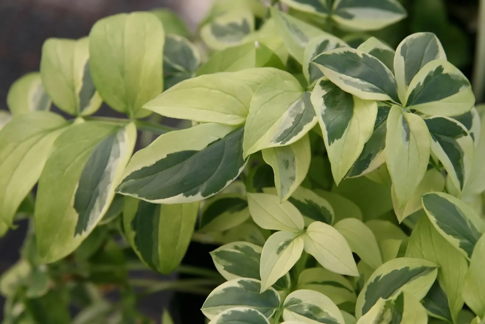 Variegated Jacob's Ladder (Polemonium Caeruleum) — adding a vertical dimension and cool tone to borders or woodland gardens; it thrives in partial shade