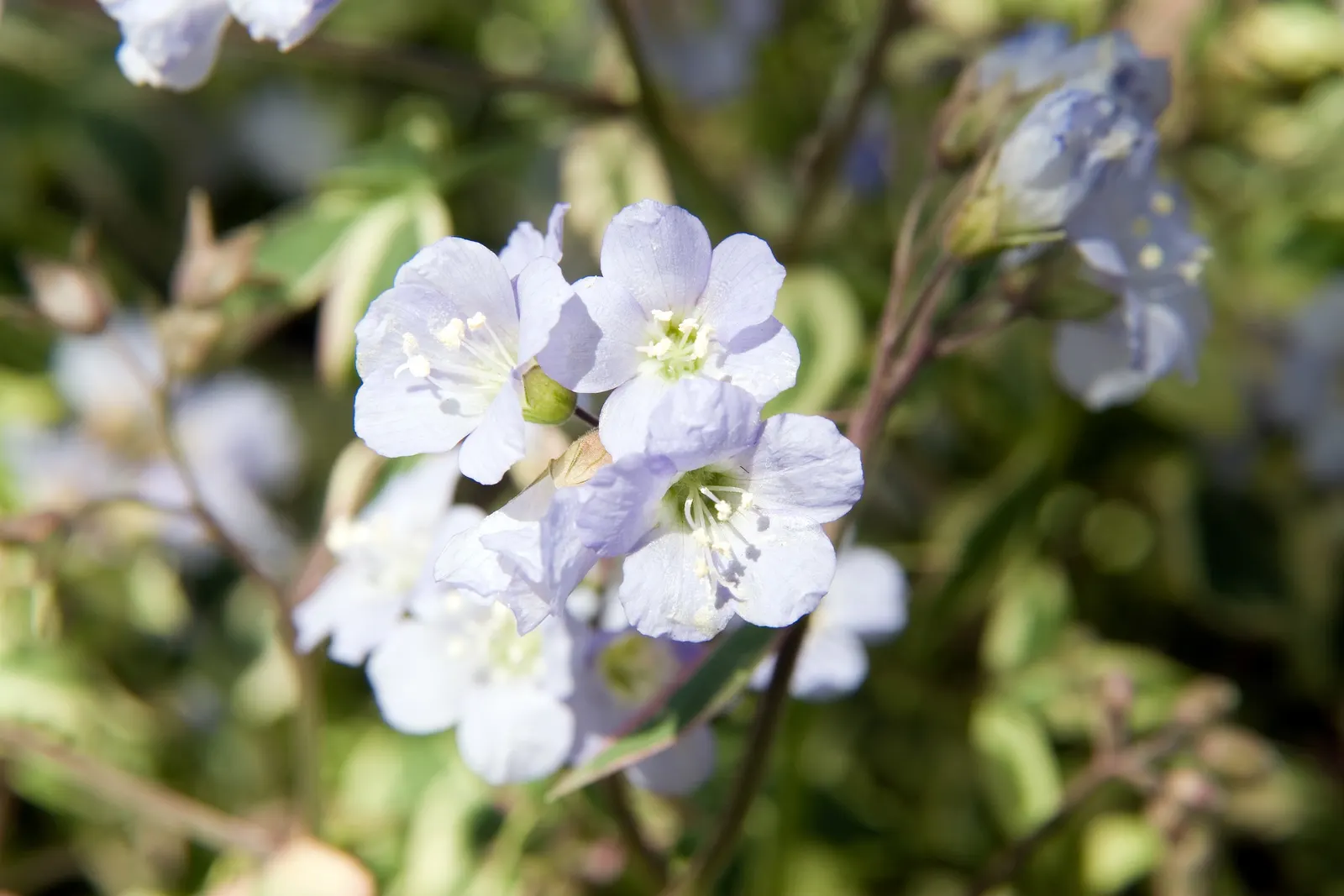 Variegated Jacob's Ladder (Polemonium Caeruleum) — though it can tolerate full sun in cooler climates; that stand atop the striking variegated, image 66
