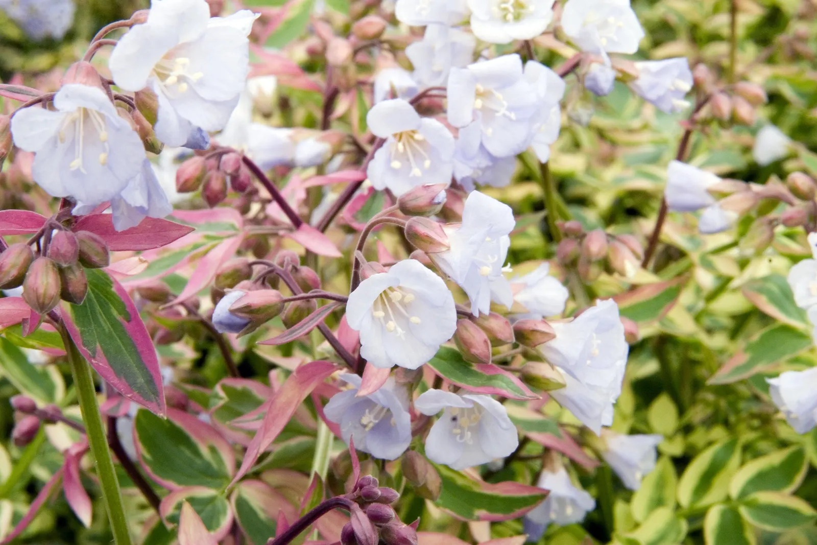 Variegated Jacob's Ladder (Polemonium Caeruleum) — Reaching heights of 2-3 feet and spreading 18-24 inches; it boasts clusters of bell-shaped, image 53