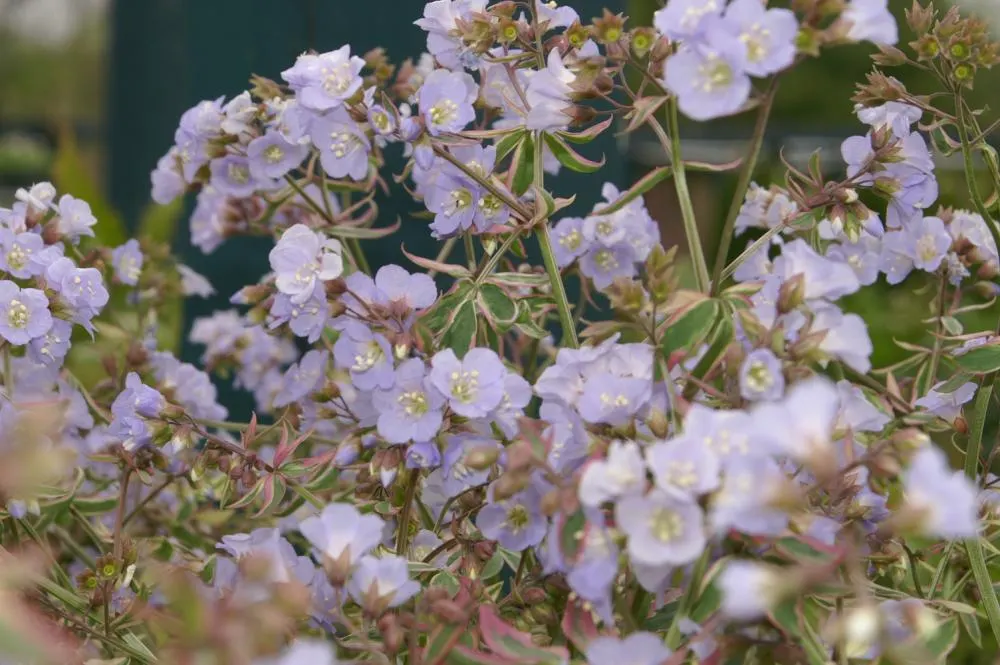 Variegated Jacob's Ladder (Polemonium Caeruleum) — perennial for half or shade